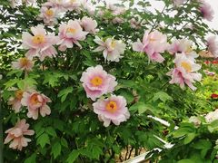 -曹州百花园