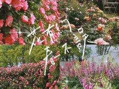 -嘉北郊野公园