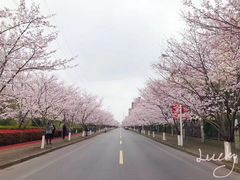 -高东镇樱花园