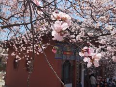 -桃花堤公园