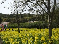 -苏州上方山国家森林公园
