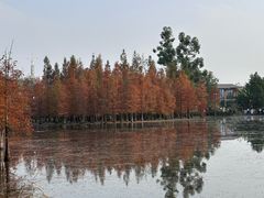 -白鹭湾湿地公园