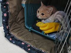 -纳吉亚猫专科动物诊疗中心(蒋宅口分院)