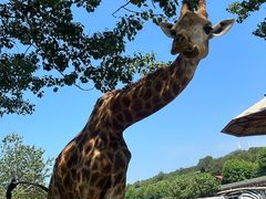 -大连森林动物园