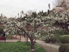 -嘉定紫藤园