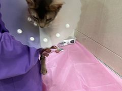 -北京观赏动物医院·24小时大型综合·猫专科·异宠专科