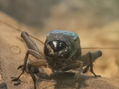 -上海昆虫博物馆