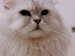 -伟伟宠物医院·瑞派猫友好医院·猫科(光谷店)