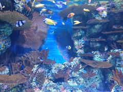 -上海海洋水族馆