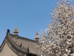 -护国法轮寺