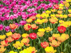 -洛阳郁金香牡丹园