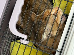 -乐琪宠物医院·犬猫专科·骨外科·急重症