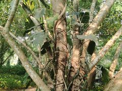 -中国科学院西双版纳热带植物园
