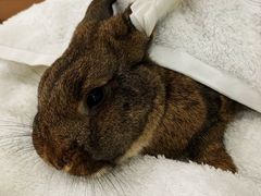 -爱侣宠医·鹦鹉专科·小型哺乳类·异宠专科(灵石路店)