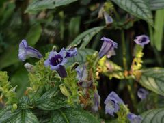 -国家植物园南园