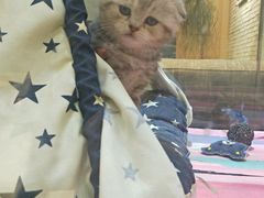 -藏猫猫咖啡主题馆(中央大道店)