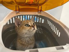 -宠爱国际动物医院· 猫科· 外科·中兽医(长白店)