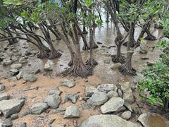 -宝安西湾红树林湿地公园