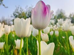 -北京国际鲜花港