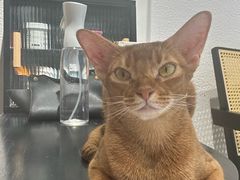 -琪喵猫屋·撸猫猫咖·猫舍