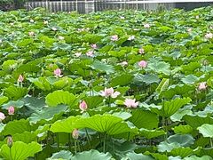 -荔湾湖公园