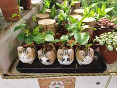 -花鸟鱼虫鲜花绿植市场(玉泉路店)