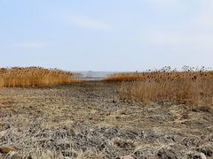 -上海吴淞炮台湾国家湿地公园