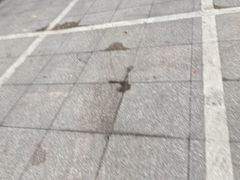 -索拉古贝(义乌北苑店)