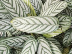 -秦美花卉(天朗·莱茵小城2期店)