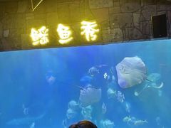 -合肥海洋世界