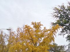 -三里屯东五街银杏大道