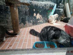 -猫咪博物馆(顶澳仔猫街店)