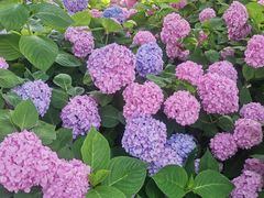 -上海共青森林公园