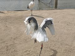 -盐城丹顶鹤湿地生态旅游区