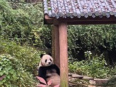 -中国大熊猫保护研究中心雅安碧峰峡基地