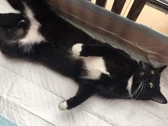 -灵美宠物诊所