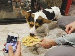 -百好乐宠物友好餐厅(朝外大街店)