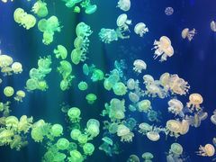 -成都浩海立方海洋公园