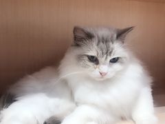 -瞄一喵猫咖(格力海岸店)