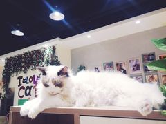 -藏猫猫咖啡主题馆(中央大道店)