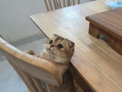 -楼上猫咖(罗湖店)