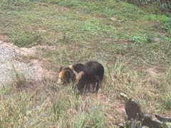 -中国大熊猫保护研究中心雅安碧峰峡基地