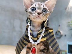 -70cat德文卷毛猫·缅因猫纯种猫舍