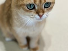 -藏猫猫咖啡主题馆(中央大道店)