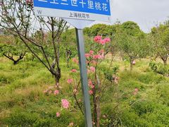-南汇桃花村