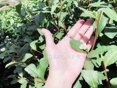 -十八棵（老龙井）御茶园(老龙井店)