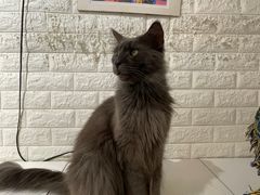 -平行世界·猫咖(首经贸店)