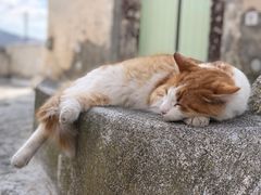 -皮尔戈斯