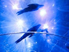 -皇家美孚·蛋糕外送(东部佳世客店)