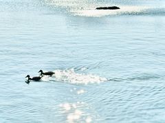 -海珠湖公园